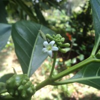 Morinda citrifolia L.